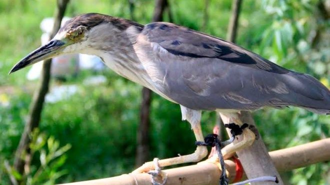 Ám ảnh đàn chim bị khâu mắt để nhử đồng loại ở Hà Tĩnh