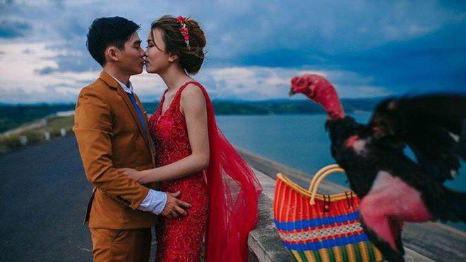 Ảnh cưới của chú rể mê gà chọi, chụp kiểu gì cũng được miễn là phải có gà