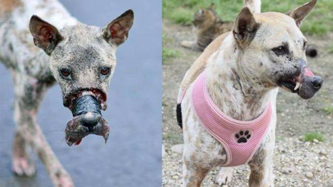 Bất ngờ với hình ảnh mới tại Đức của chú chó bị hoại tử mõm ở Bến Tre