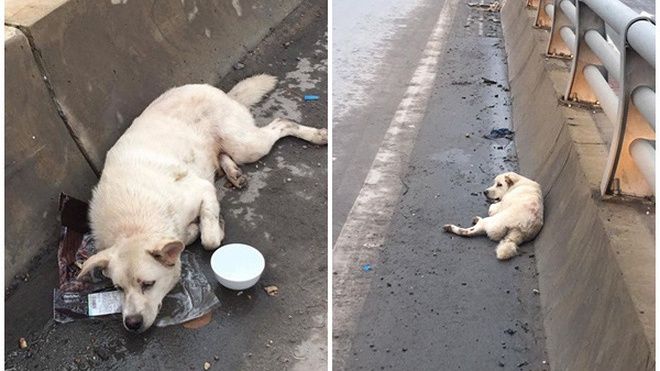 Chú chó bị đâm trên phố Hà Nội: Lòng thương và lời đề nghị thẳng thắn tới lạnh người