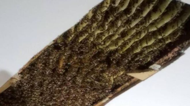 Nhấc mảng trần nhà xuống, người phụ nữ sốc khi thấy cảnh tượng kinh hoàng này trong nhà mình