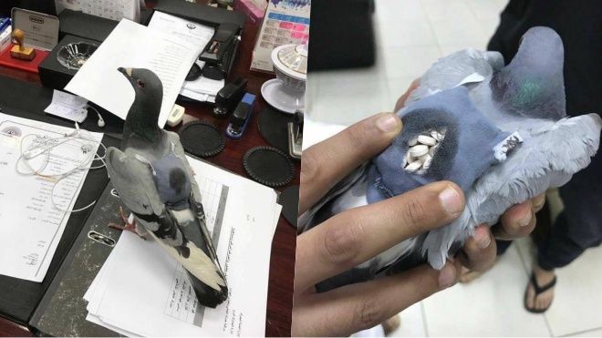 Hàng trăm viên thuốc lắc trong chiếc 'balo' cải trang trên lưng chim bồ câu