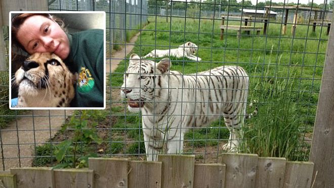 Hổ trắng cắn chết người khiến du khách bàng hoàng ở vườn thú Anh Quốc
