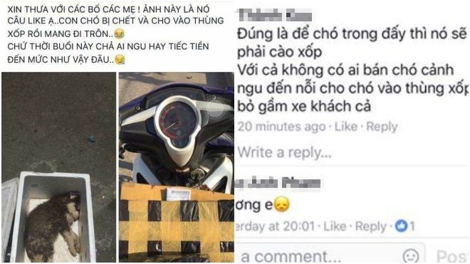 Sự thật phía sau hình ảnh chú chó Husky chết trong thùng xốp bịt kín khiến dân mạng phẫn nộ