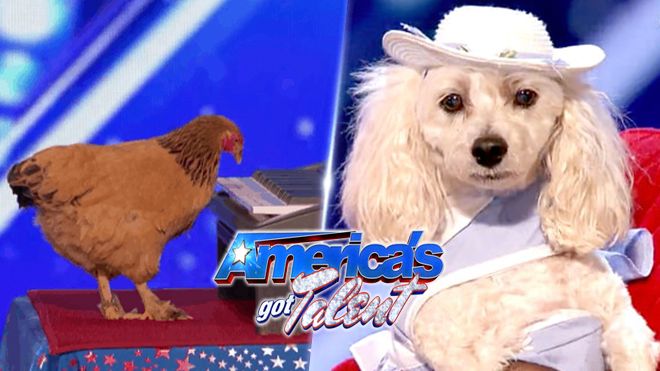 'Gà đánh đàn, chó đếm số' - tưởng đơn giản mà cũng thu về triệu view cho America's Got Talent