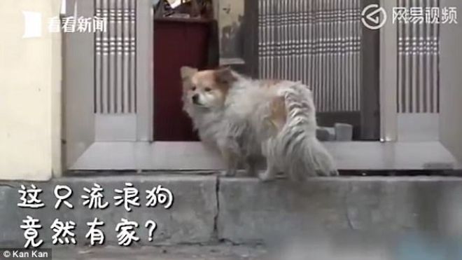 Ba năm ròng rã chờ đợi, chú chó trung thành không hề biết sự thật về người chủ mà mình đang trông mong