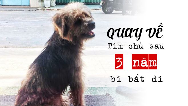 Chú chó ở Đồng Nai tự trốn thoát và tìm lại được gia đình chủ sau ba năm bị bắt mất