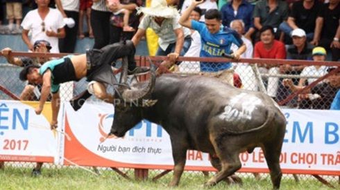 Trâu húc chết chủ, Bộ Văn hóa đề nghị dừng lễ hội Đồ Sơn