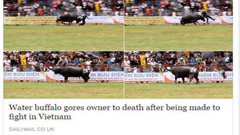 Trâu húc chết chủ tại lễ hội chọi trâu Đồ Sơn lên Daily Mail