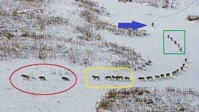 Sự thật về bức ảnh sói đầu đàn đi cuối gây xôn xao cộng đồng mạng