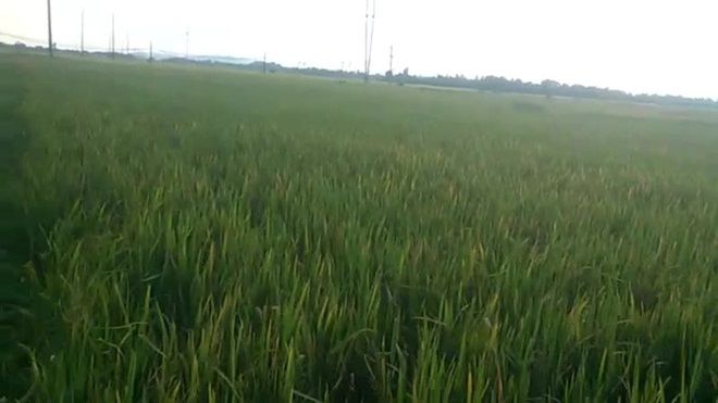 Tìm thấy thi thể 2 bé trai ôm nhau ở ruộng lúa sau một ngày mất tích