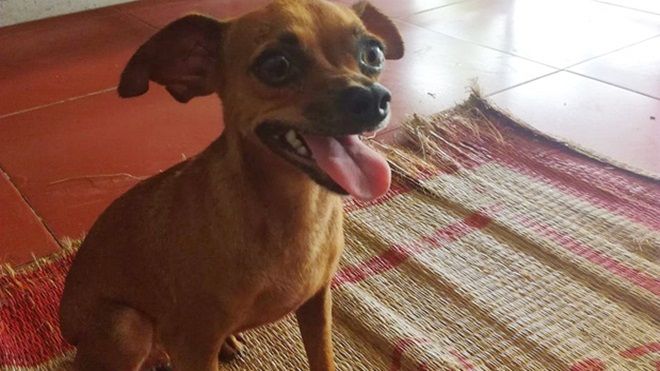 Chú chó trung thành 7 năm đi khắp các cung đường và tâm sự rơi nước mắt của người chủ tài xế