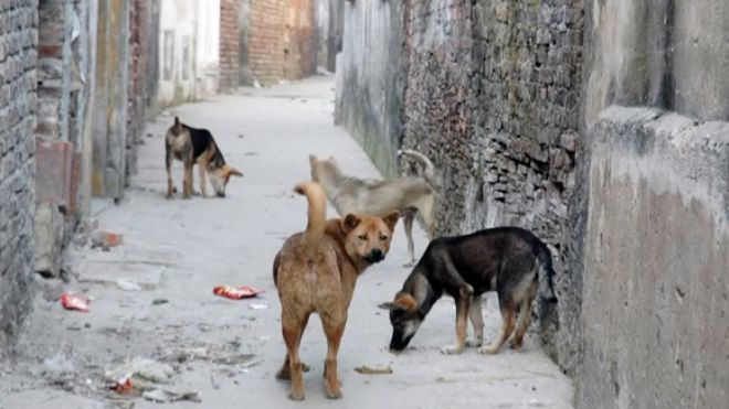 Quy định mới chủ nuôi chó phải biết