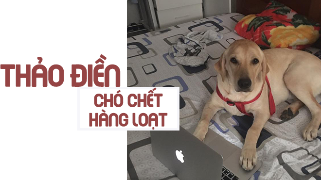 Người nước ngoài lên tiếng cảnh báo tình trạng chó bị đầu độc hàng loạt ở Thảo Điền