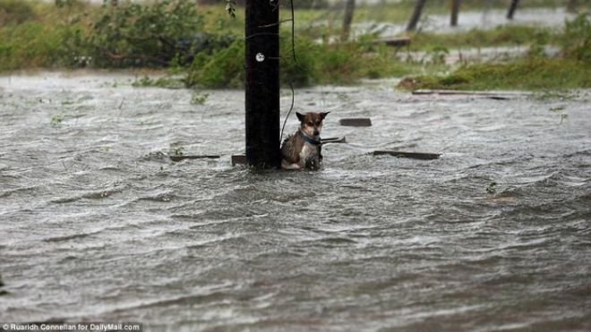Hình ảnh những chú chó bơ vơ, ngập giữa dòng nước lớn trong trận bão mạnh nhất thập kỷ ở Mỹ