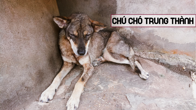 Cảm động chú chó trung thành đeo khăn tang, bỏ ăn từ ngày chủ qua đời