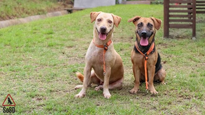 Xem cách người Singapore 'xử lý' chó lang thang