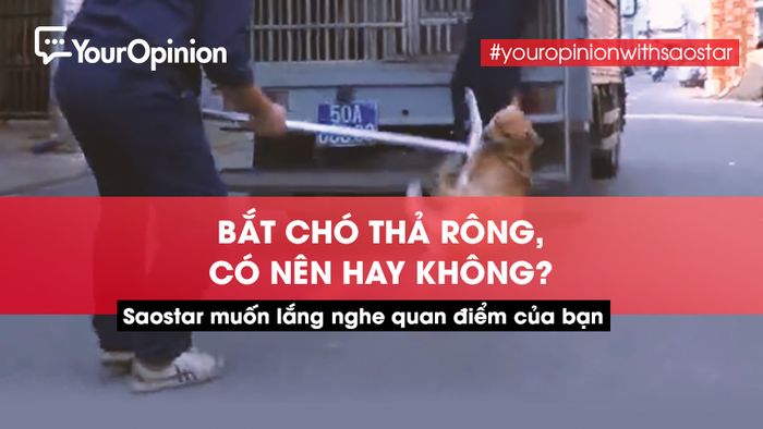 #YourOpinion: Bùng nổ tranh cãi về việc bắt chó thả rông và tiêu huỷ sau 72h chủ không đến nhận