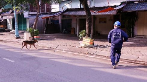 Bắt chó thả rông và 'tiêu huỷ sau 72h': Một chính sách cần thiết nhưng thực hiện chưa hợp lý