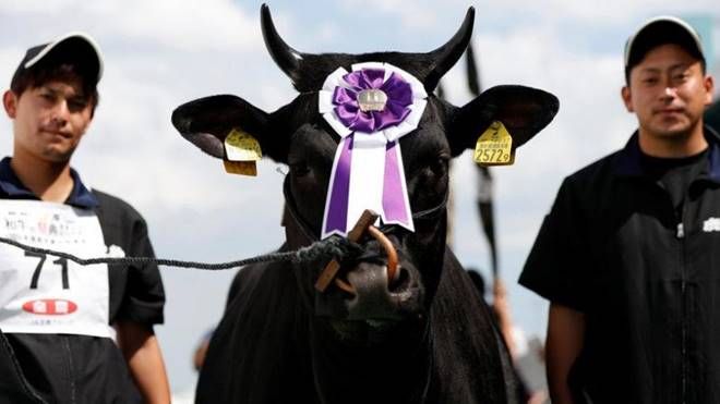 Thế vận hội Olympics dành cho bò tại Nhật Bản
