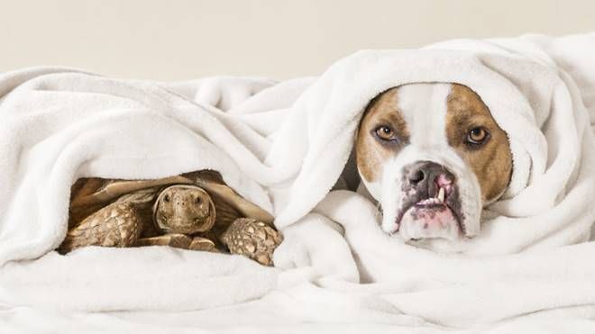 Tình bạn bất ngờ giữa 'cô' chó và 'chú' rùa là điều ngọt ngào nhất bạn sẽ thấy hôm nay