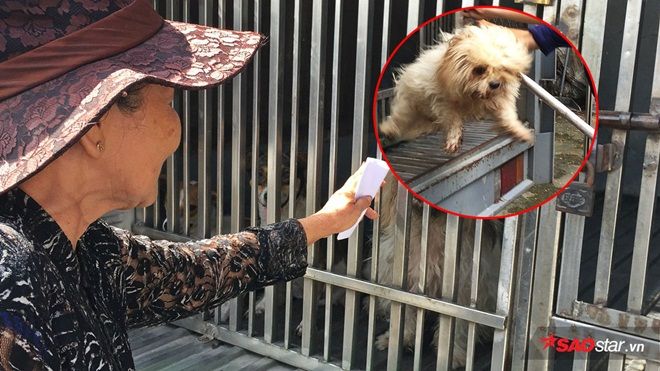 Vây bắt chó thả rông khu vực Thủ Đức: 4 chú chó lên xe về trại, chủ hốt hoảng chạy theo xin về