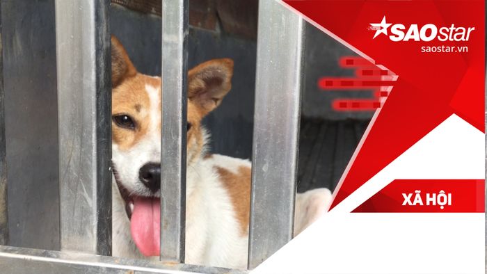 Vây bắt chó thả rông khu vực Thủ Đức: 4 chú chó lên xe về trại, chủ hốt hoảng chạy theo xin về