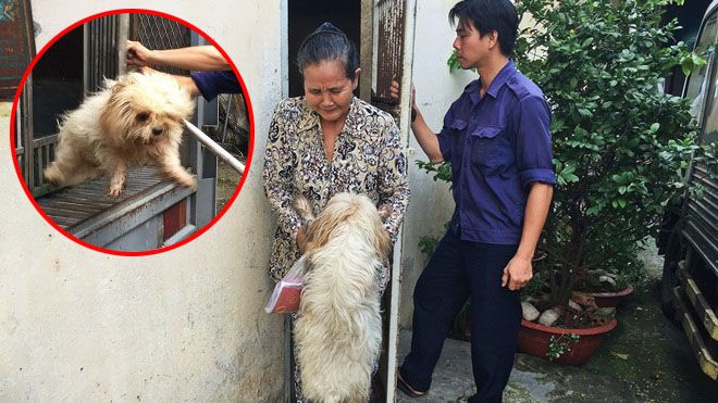 Đội trưởng đội bắt chó thả rông: 'Nhiều chủ chó chửi bới, trù ẻo con chúng tôi khi sinh ra bị dị tật…'