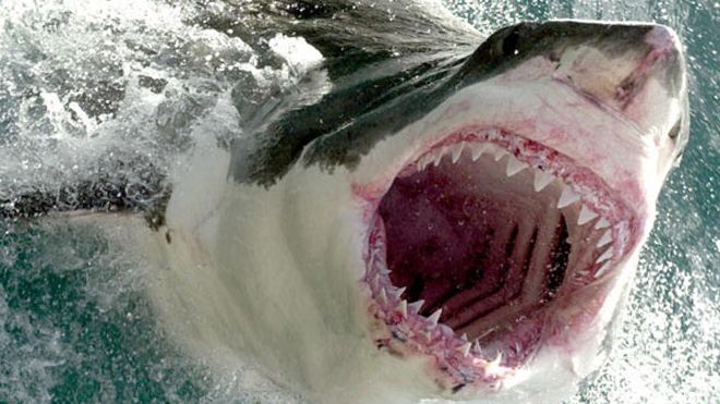 Nỗi sợ hãi tột đỉnh khi phải làm mồi cá mập trong 'Shark Terror'