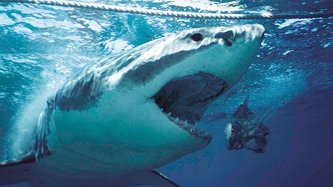 10 bộ phim đáng sợ nhất về 'hung thần cáp quang': Cá mập