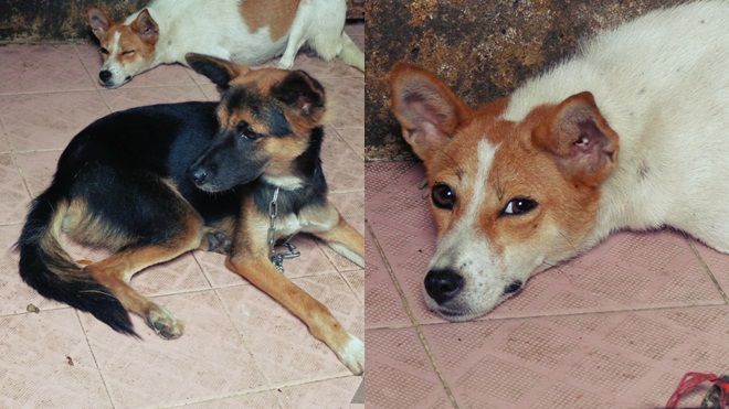Đã quá thời hạn 72h, tương lai nào cho những chú chó thả rông?