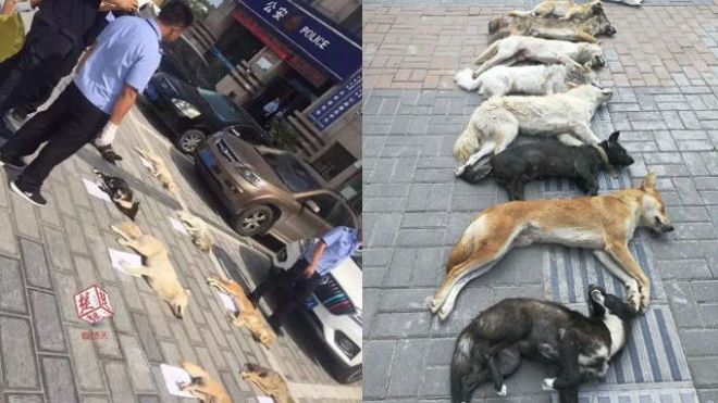 Trung Quốc: Không có thịt bán, chủ nhà hàng đi săn trộm chó hàng xóm về làm lẩu