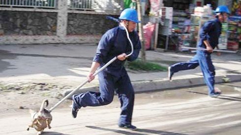 Lý do Hà Nội chưa ra quân bắt chó thả rông
