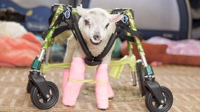 Chú cừu con khuyết tật tự đi trên một chiếc xe lăn đặc biệt