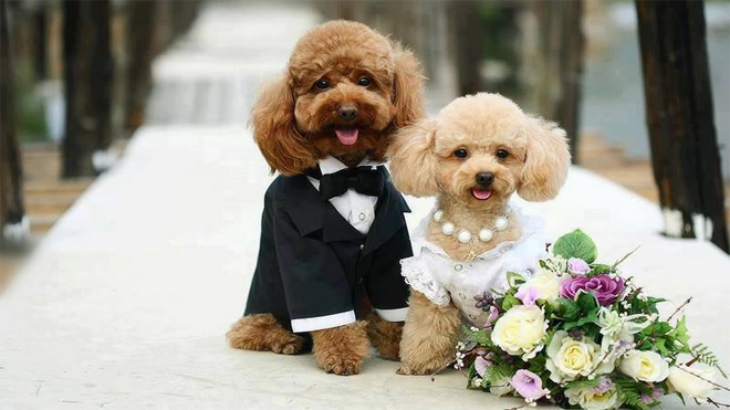 Cười ra nước mắt với câu chuyện chia tay đòi… chó xôn xao mạng xã hội