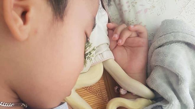 Hải Phòng: Bố mẹ nuôi trăn làm thú cưng, con trai 8 tuổi cứ tối đến là bế lên giường ngủ