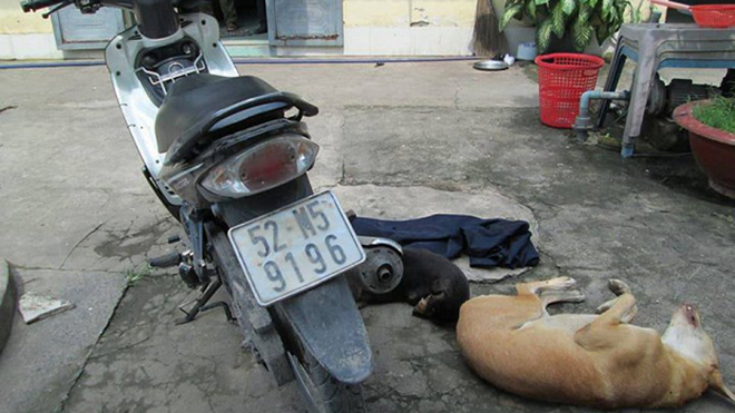 Kẻ trộm chó dùng nỏ gắn dây điện bắn một chiến sĩ công an trọng thương