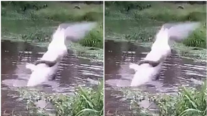 Ném chó mèo xuống sông cho cá sấu ăn sống ở Colombia