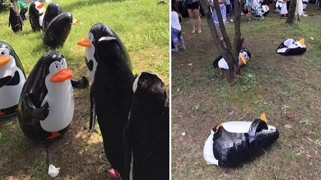 Kéo đến công viên để được ngắm chim cánh cụt thật, nào ngờ chỉ thấy chim nhựa