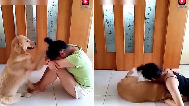 Clip siêu cấp đáng yêu này sẽ khiến bạn muốn nuôi ngay một em chó!