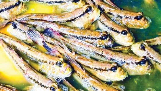 Về cực Nam Tổ quốc thưởng thức món 'cá trèo cây'