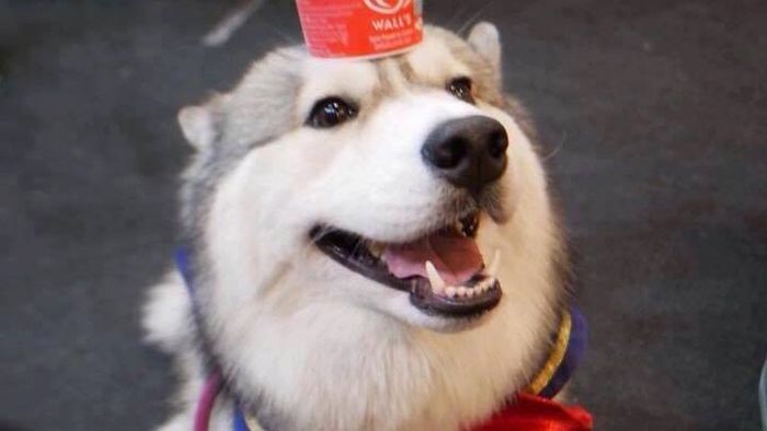 Lộ diện 'chú cún' có gương mặt đáng yêu gây sốt cộng đồng mạng