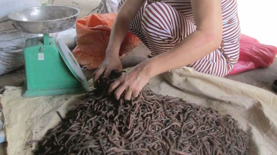 Độc đáo chợ địa long mùa nước nổi