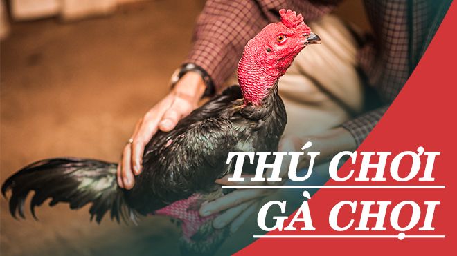 Người đàn ông 50 năm chơi gà chọi: 'Có chiến kê đáng giá vài chục triệu, tôi chỉ cho chứ không bán'