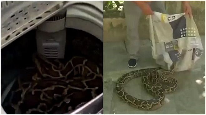 Mở lồng máy giặt, người phụ nữ đứng tim khi phát hiện rắn quý 26kg nằm gọn bên trong
