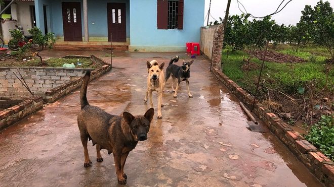 Tạm giữ 2 người đàn ông đánh nghi can trộm chó đến chết