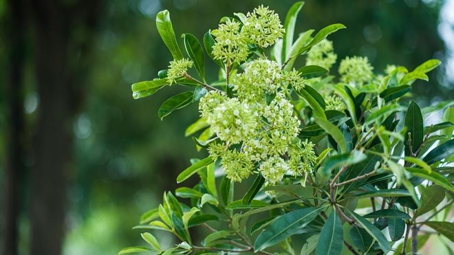 Có một nỗi ám ảnh mang tên 'mùa hoa sữa về thơm từng cơn gió'