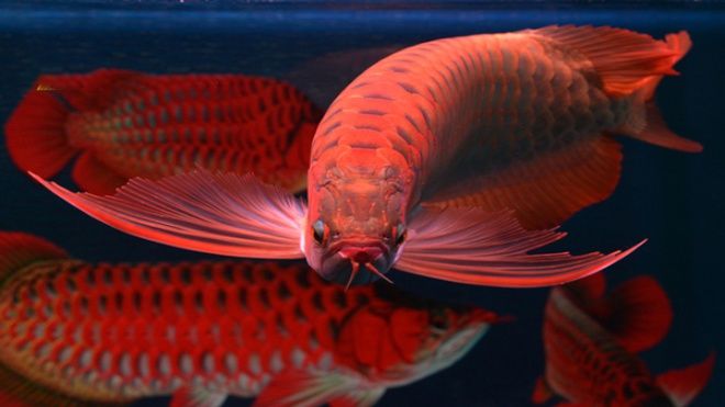 Chắc chỉ có tỷ phú với dám bỏ tiền mua loài cá thần nghìn đô này