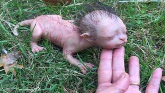 Xôn xao sinh vật lạ giống mèo nhưng lại có đầu như người