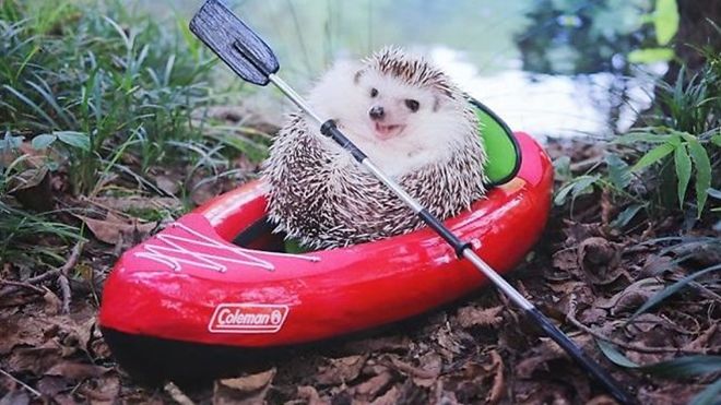 Gặp gỡ Azuki - chú nhím kiểng đang gây sốt cộng đồng mạng